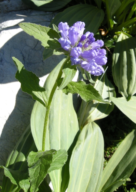 Campanula foliosa / Campanula meridionale